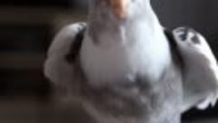 Попугай корелла поёт #птицы #животные #питомцы #попугай #кор...