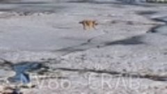 В Нижневартовске собака уплыла на льдине