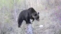 Фотоловушка сняла медведя в лесу за селом Карповка