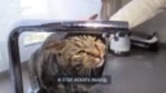 Толстый кот Виктор обхитрил «Аэрофлот» и стал героем мемов.