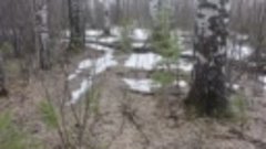 Берёзки в лесу весной.