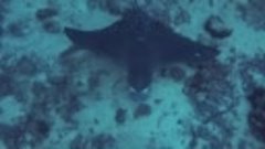 Eagle Ray on &quot;Tsunami Monument&quot; | Diving in the Similans, Th...