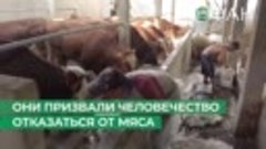 Экоактивисты предложили запретить производство говядины на к...