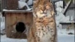 Видео от Новосибирского зоопарка.mp4