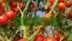 Средство для хорошего урожая томатов 🍅