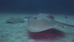 Round Sting Rays on &quot;Honeymoon Bay&quot; | Diving in the Similans...