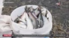 В Магадане начался нерест сельди жители собирают рыбу голыми...