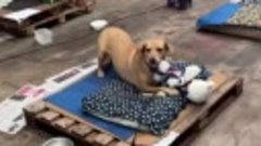 Спасённым от наводнения собакам подарили игрушки