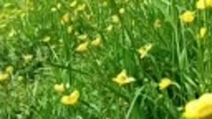 Архипо-Осиповка апрель 2024 года 🌿 Весна 🌼 Видео: Лариса