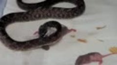 змея + мыши