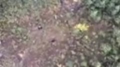 На Камчатке с помощью дрона искали пропавшего собакена, а об...