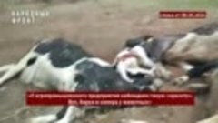 В Котельничском районе обнаружена свалка трупов животных