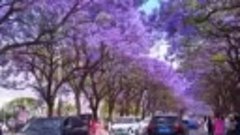 Jacaranda Blossoms in Spring 🏝💟