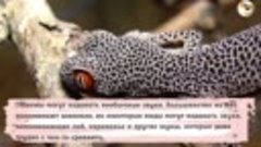 Факты о гекконах