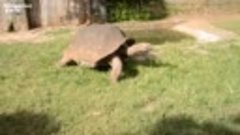 10 фактов про ЧЕРЕПАХ, какие черепахи самые БОЛЬШИЕ в мире