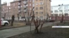 Красноярцев удивила странная обрезка деревьев в центре город...