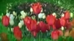 Весенняя мелодия тюльпанов