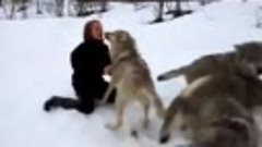 Виталий Волк - Волчья доля