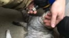 Пожарные откачали кота, найденного после тушения пожара в жи...
