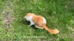 Crazy Cute Cat’s daily routine,