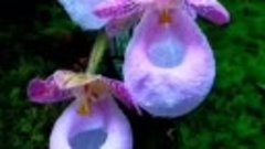 Пафиопедилум микрантум, широко известный как орхидея-серебря...