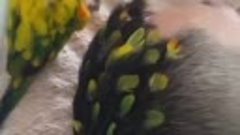 Самки попугаев иногда используют перья при постройке гнезда.