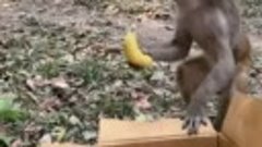 Обезьяны и бананы
