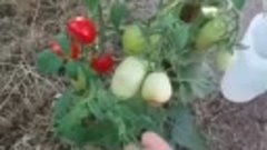 Борьба с вершинной гнилью томатов