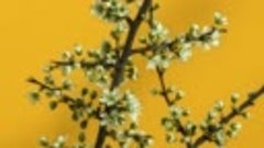 4K Видео - Ultrahd HDR цветущие цветы Timelapse