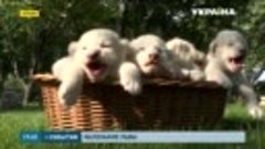 В крымском парке хищников показали публике четверых белых ль...