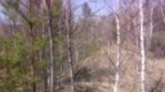 Пермяковский лес в апреле.