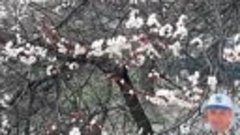 Терновка , зацвел абрикос 28.03.2020-1