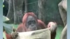 Орангутанг в Московском зоопарке попытался убраться в своем ...