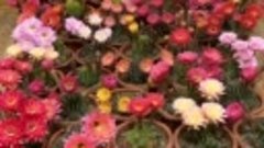 распускаются цветы кактуса https://ok.ru/housegarden/delayed