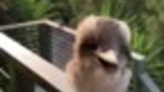 Adorable Baby Kookaburra Demonstrates its Signature Laugh __...