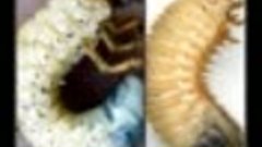 Личинки медведки, личинки майского жука и бронзовки Отличия