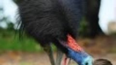 Шлемоносные казуары — это очень крупные птицы ростом до 1,7 ...
