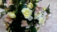 АХИМЕНЕС  Yellow Englis Rose. https://ok.ru/profile/57805520...