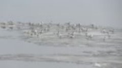 Речные чайки дрейфуют на льдине
