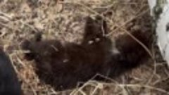 Video by ГБР_ZOO_НСК, Центр спасения медвежат-сирот