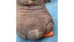 Как слон ест морковку