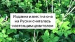 Интересный факт! Сныть.