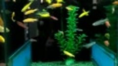 Данио ГлоФиш -неприхотливые и яркие рыбки,которые подойдут д...