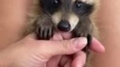 _insta.raccoon-22042024-0003.mp4