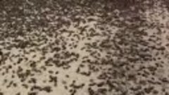 Нашествие жуков на Аравийском полуострове