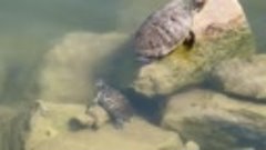 Красноухии черепахи живут в озере на Сафонова 
