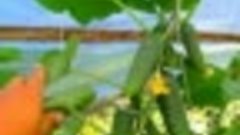 Семена Почтой Урожайные сорта #Shorts (720p)