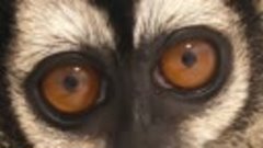 Гипнтические глаза обезьянки