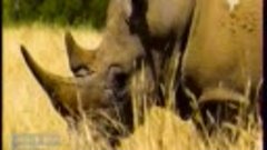 Дикие носороги сенегальского резервата.