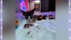 Кот купается в ванне